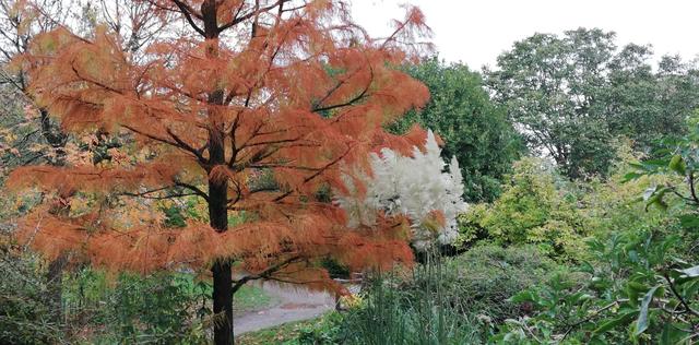 82427f7a-b2cb-4f85-829f-8940eb699fe1/1760972137049-orange-tree-with-pampas-grass.jpg
