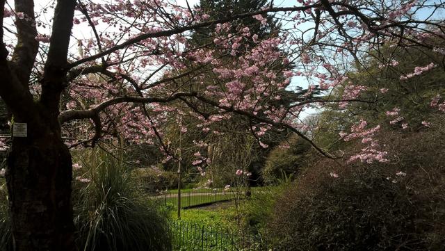 82427f7a-b2cb-4f85-829f-8940eb699fe1/1760972138757-spring-blossom-botanical-gardens.jpg